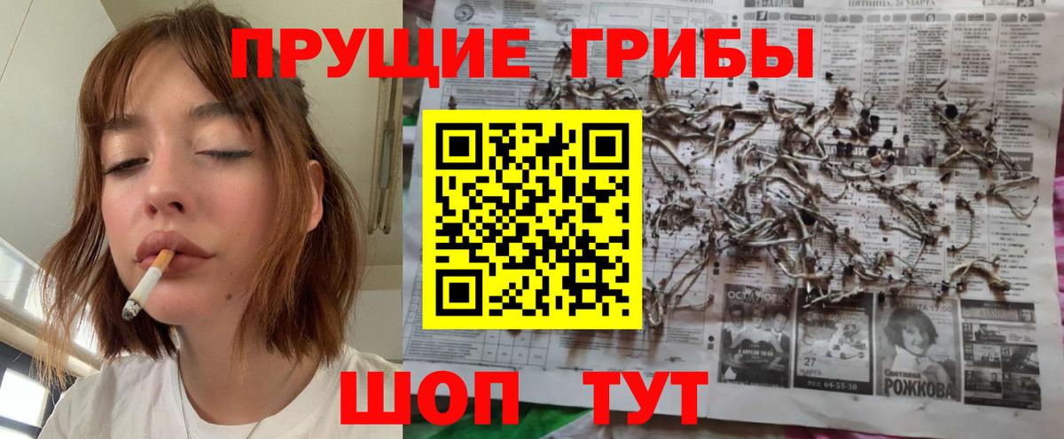 Псилоцибиновые грибы Cubensis Полысаево